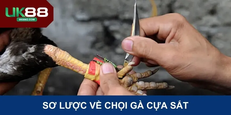 Sơ lược về chọi gà cựa sắt