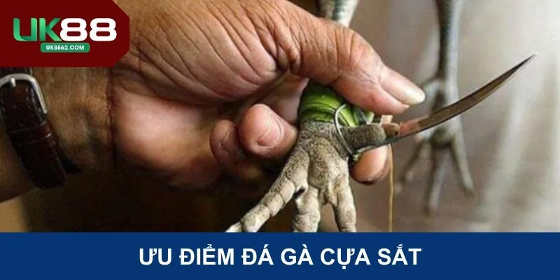 Ưu điểm đá gà cựa sắt