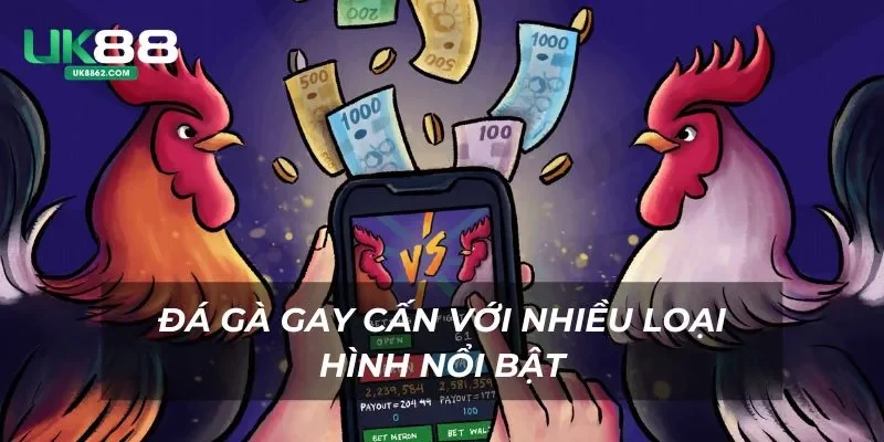 Đá gà gay cấn với nhiều loại hình nổi bật