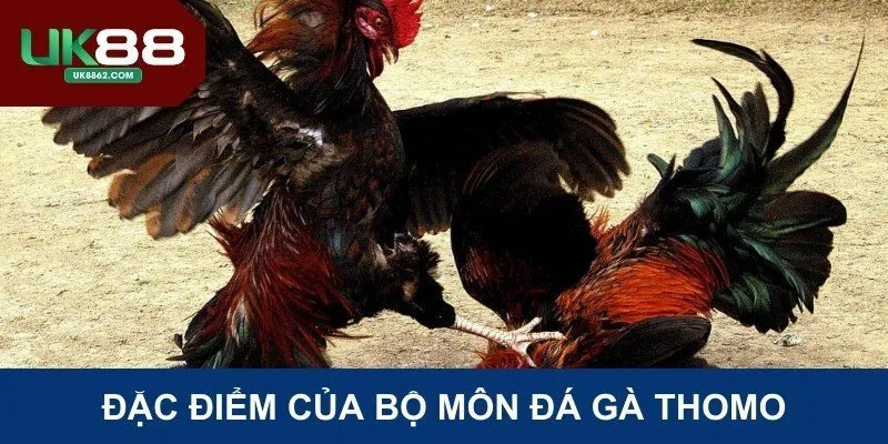 Đặc điểm của bộ môn đá gà Thomo