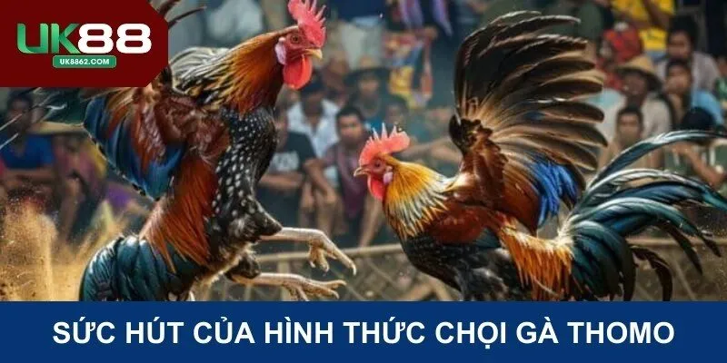 Đấu kê Thomo mang nhiều sức hút