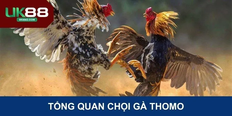 Tổng quan chọi gà Thomo
