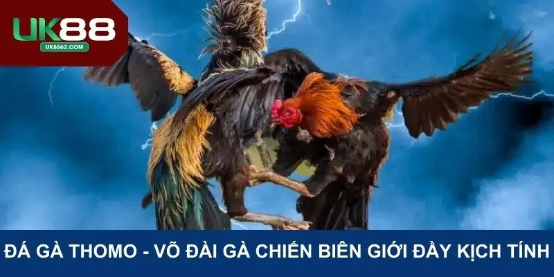 Đá gà thomo tại UK88