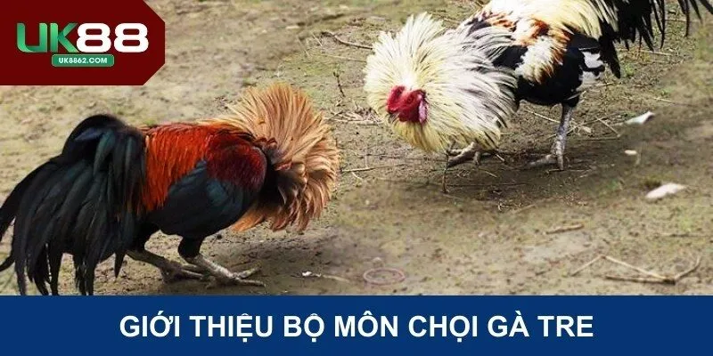 Giới thiệu bộ môn chọi gà tre