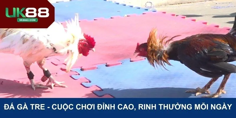 Đá gà tre tại UK88