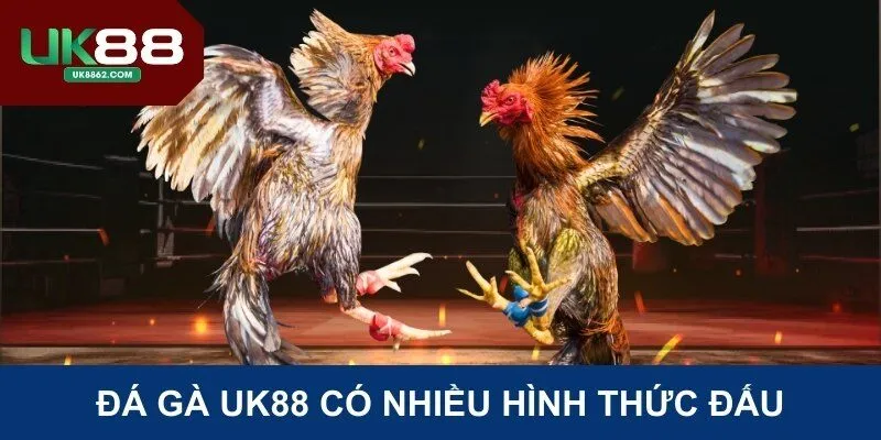Đá gà Uk88 có nhiều hình thức đấu