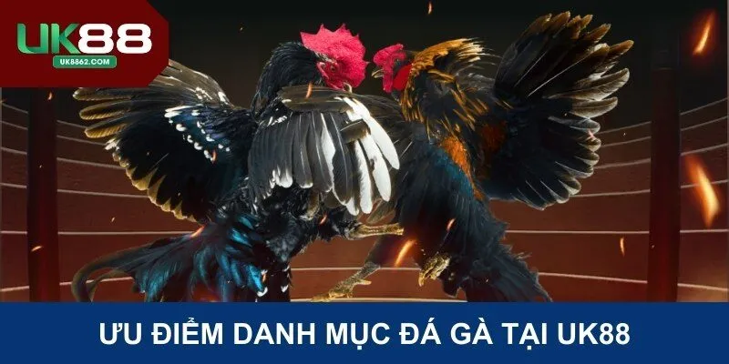 Ưu điểm danh mục đá gà tại Uk88